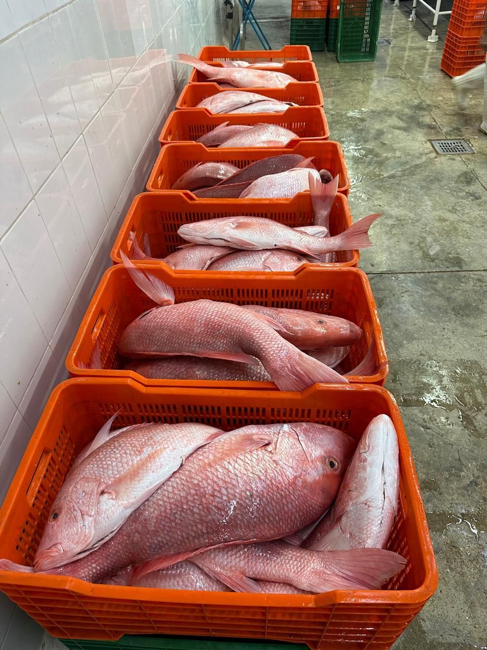 Orange crates filled with fresh fish lined up on a wet market floor