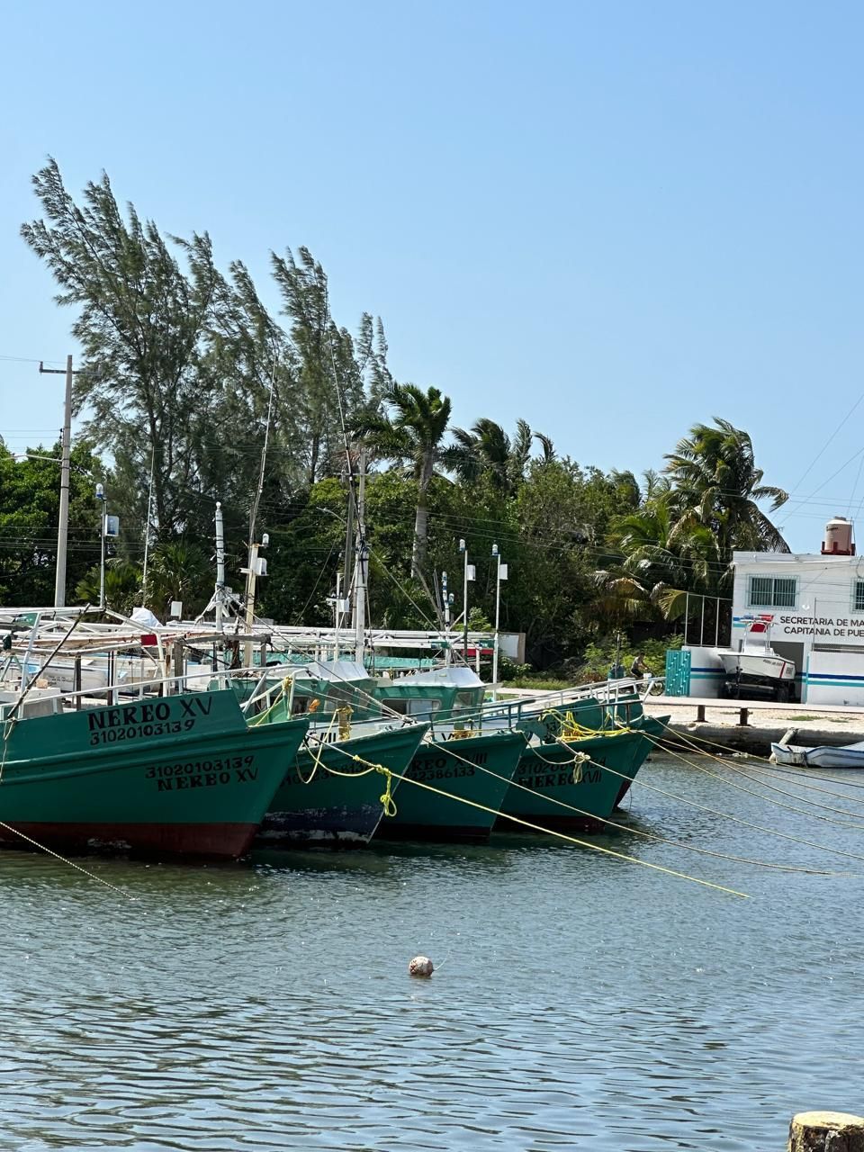 Green fishing boats moored on calm water beside trees and a small dock under a clear sky.
