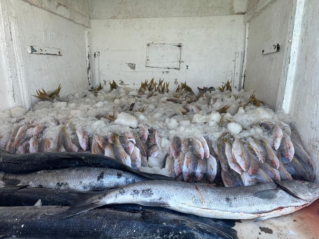 Fish laid out on ice in a white storage compartment, with large silver fish in front and smaller fish behind