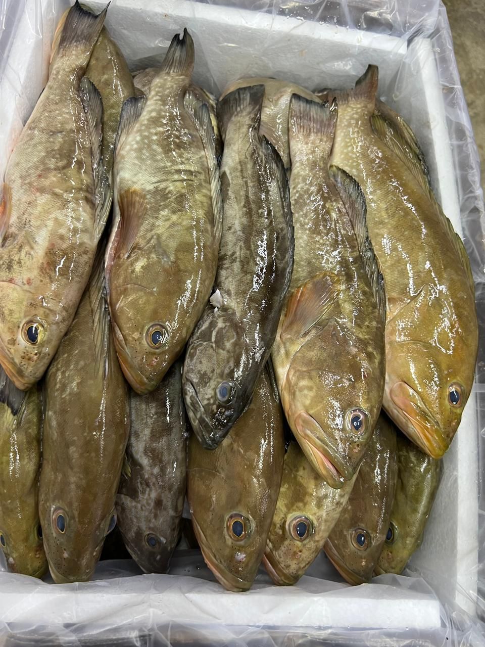 Box of whole fish stacked in a foam cooler, with silver-brown and yellowish skin.