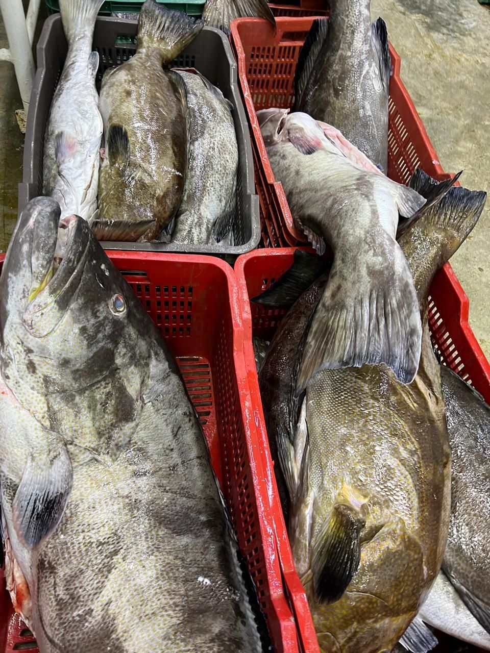 Large fish stacked in red plastic crates at a market or dock.