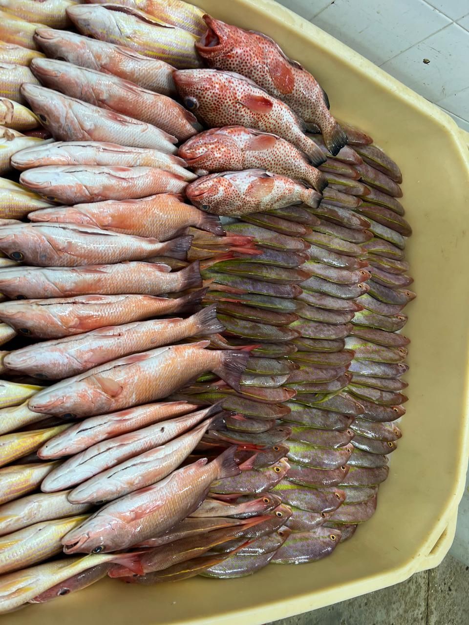 Tray of stacked raw fish on a yellow plastic crate