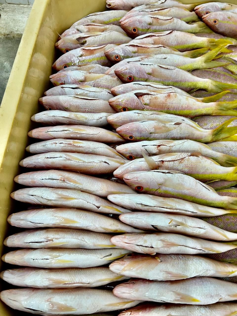 Neatly arranged fresh fish in a yellow crate at a market stall
