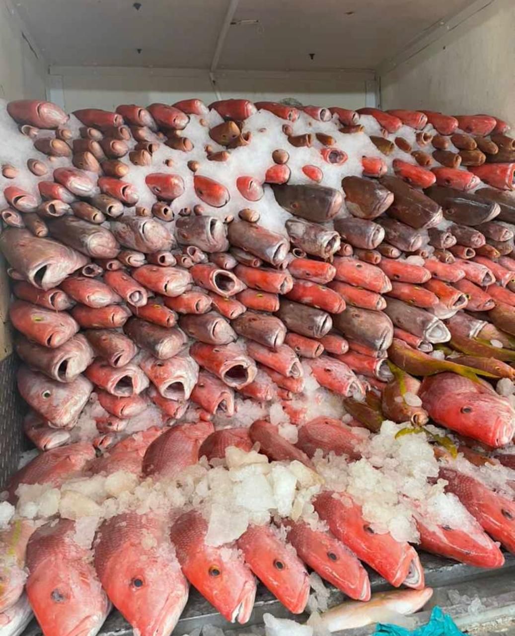 Rows of red fish covered in ice, stacked in a seafood display case.