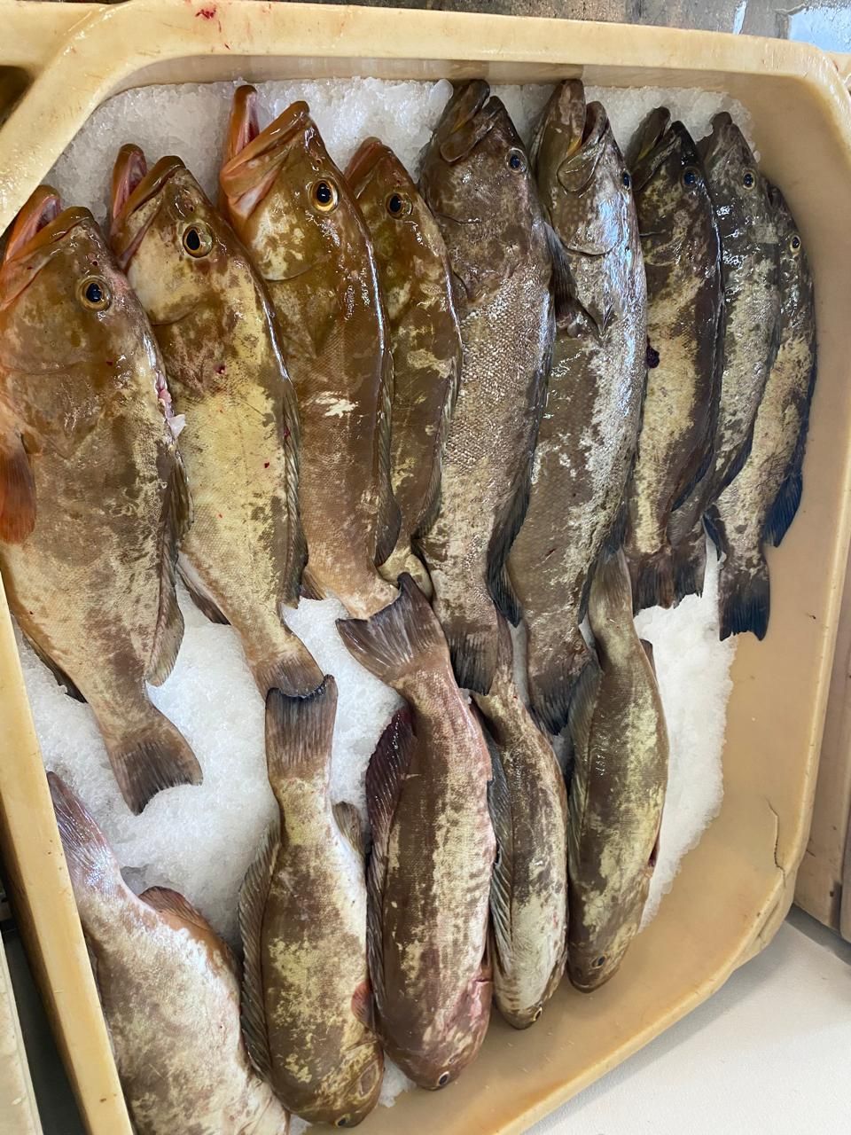 Tray of several whole fish laid out on a white surface, some brown and some silvery, likely for cooking