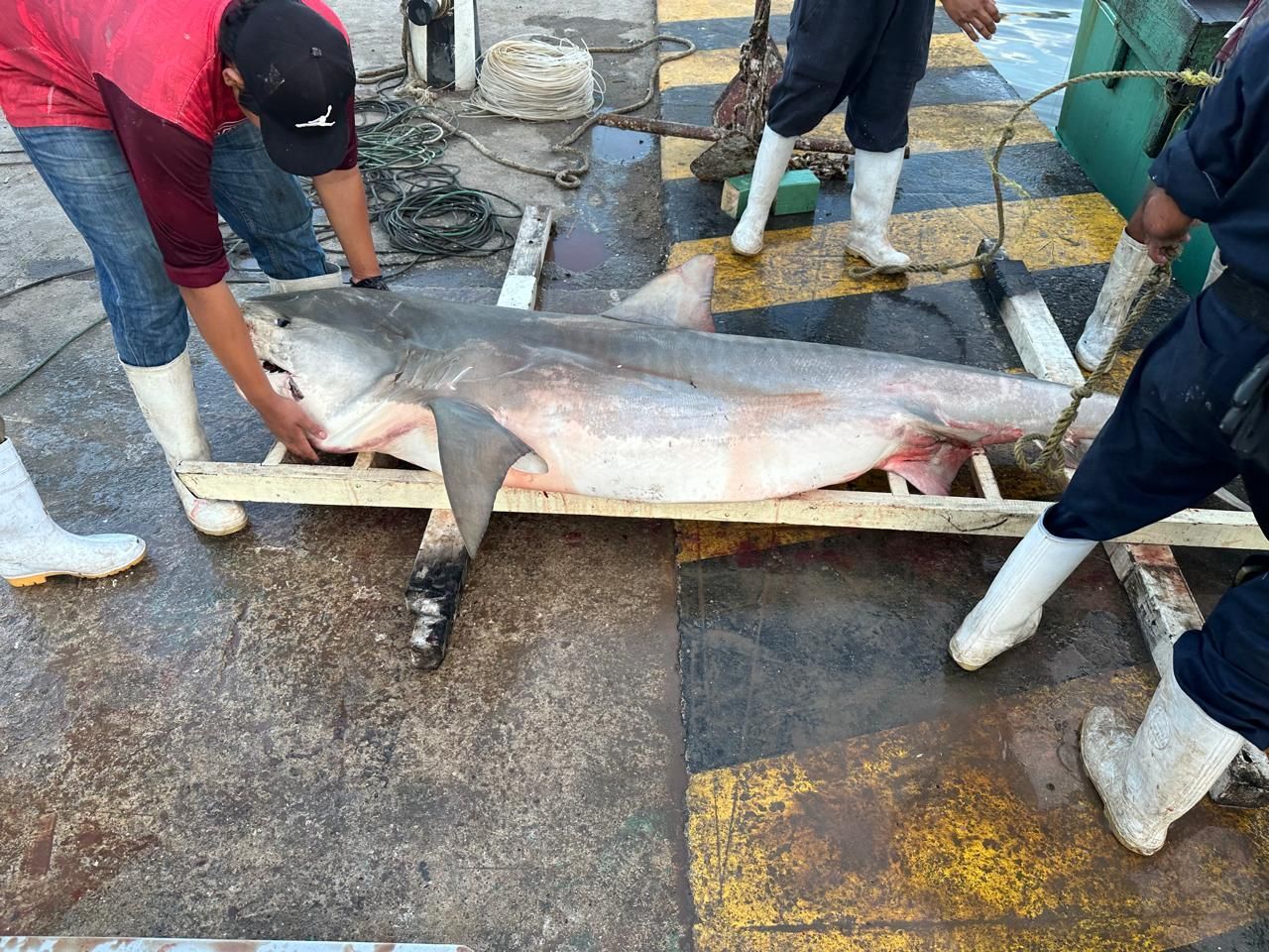 Workers on a wet dock handling a large shark beside a wooden stretcher