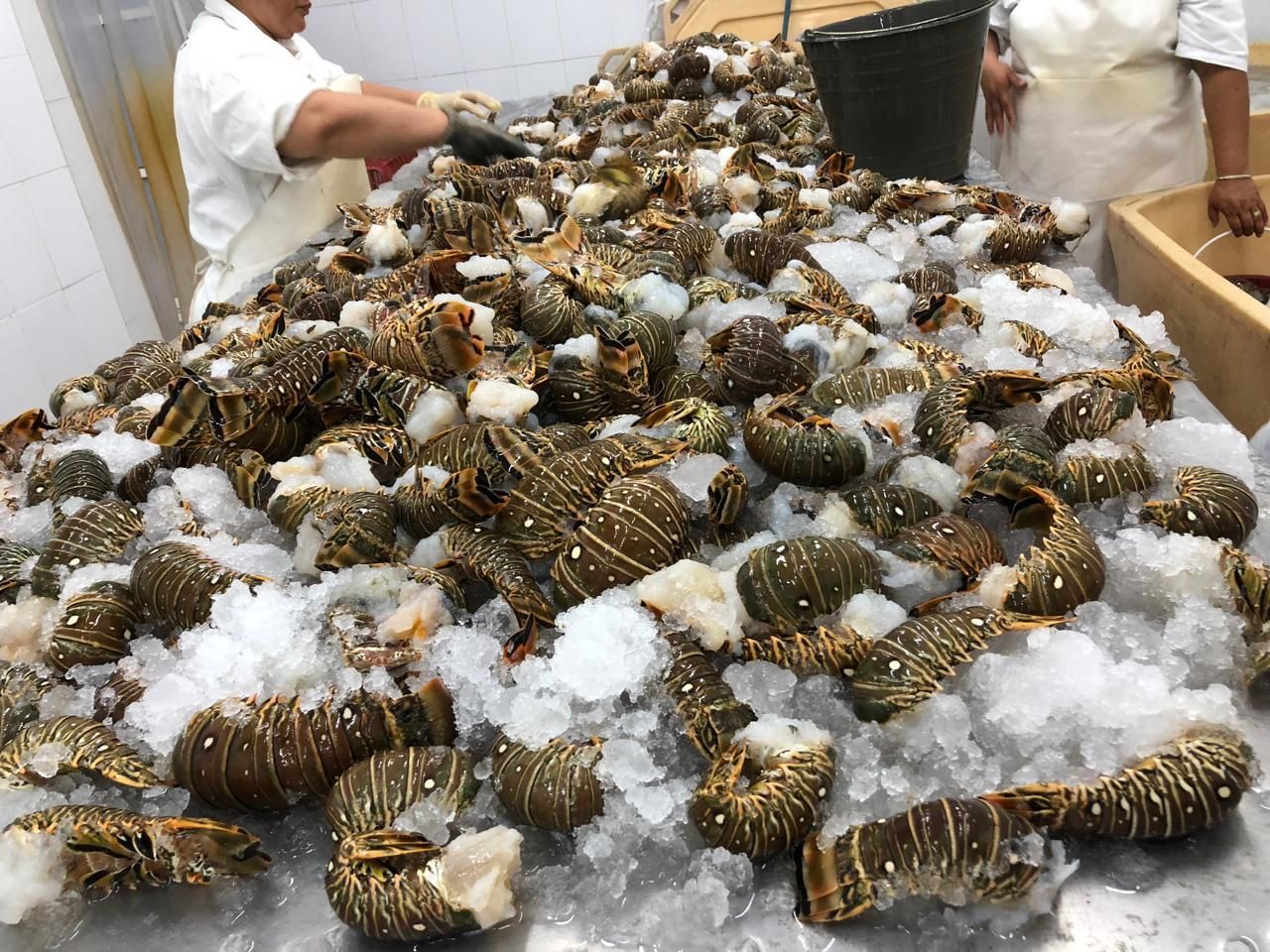 Crayfish piled on ice at a seafood market, with workers sorting them in the background.