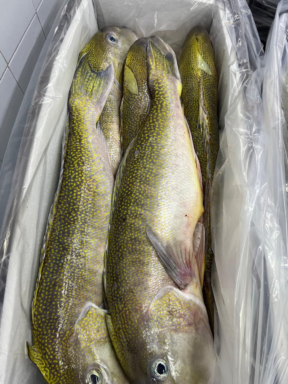 Three fresh fish lying side by side in a plastic-lined crate