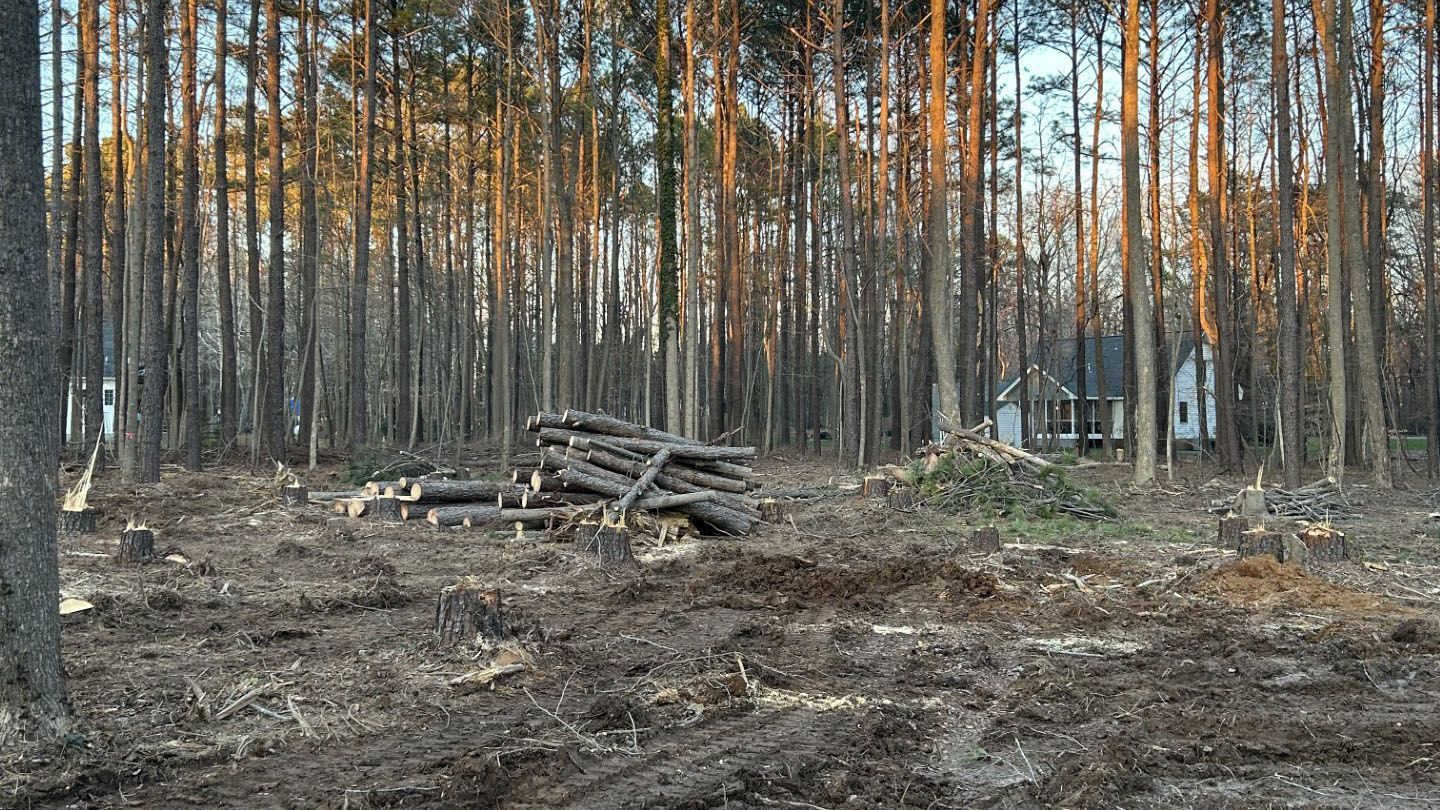 Clearing in a forest with cut logs and a house in the distance.