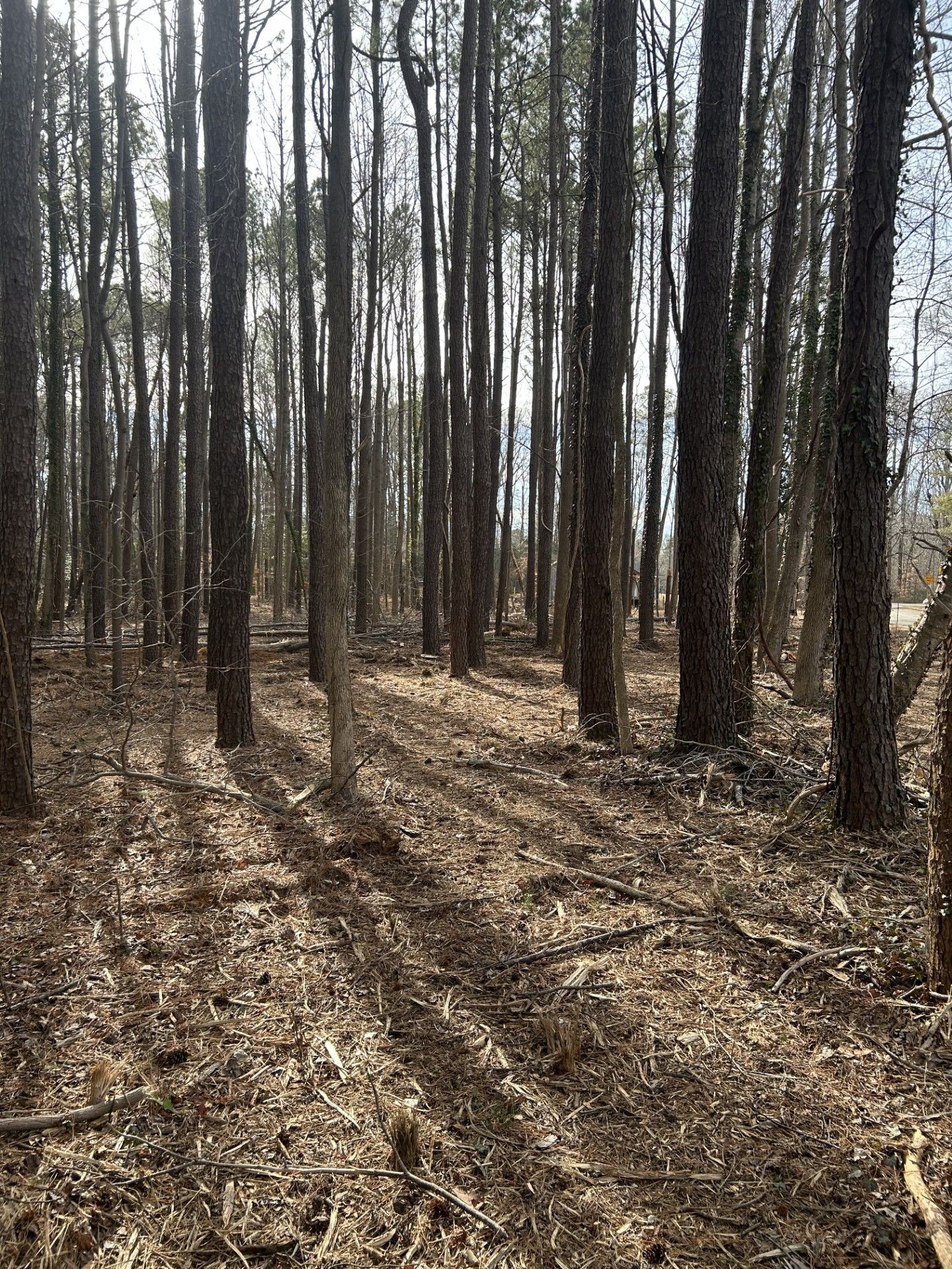 Trees in a forest, with sunlight creating shadows on the ground covered in leaves and debris.