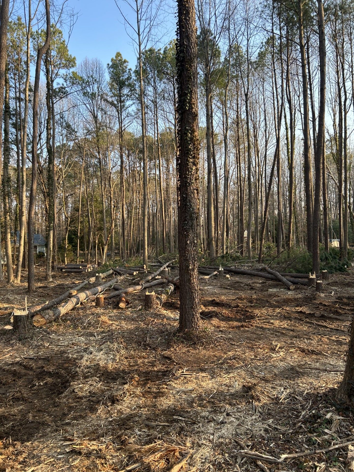 Forest clearing with felled trees and bare ground, many tall trees remain.