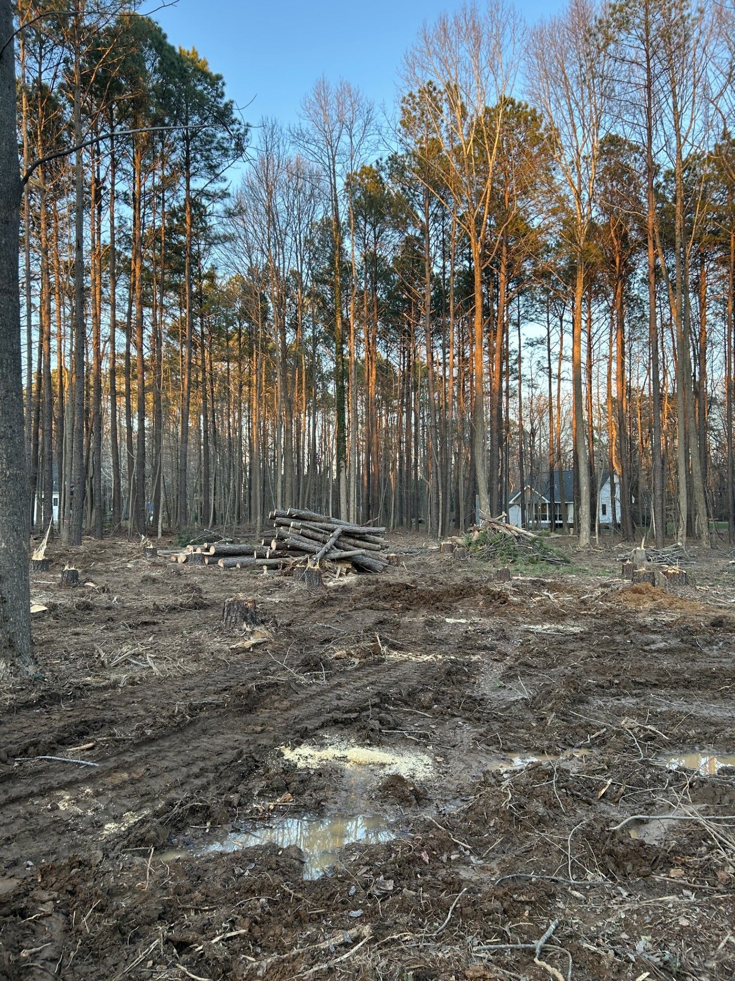 Clearing in a forest, trees in the background, muddy ground, logs piled in the center.
