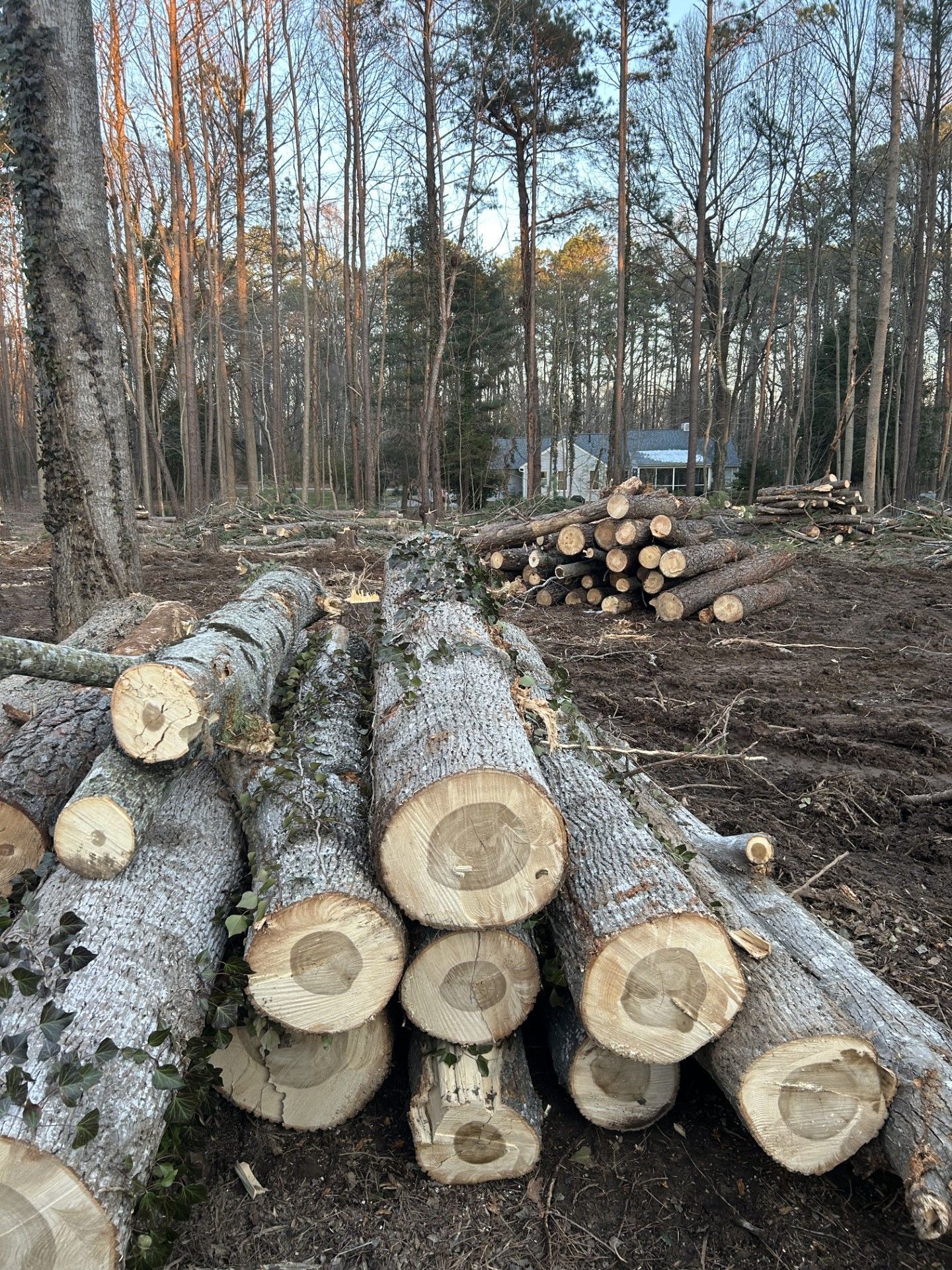 Logs stacked in a clearing felled trees in background, forest setting.
