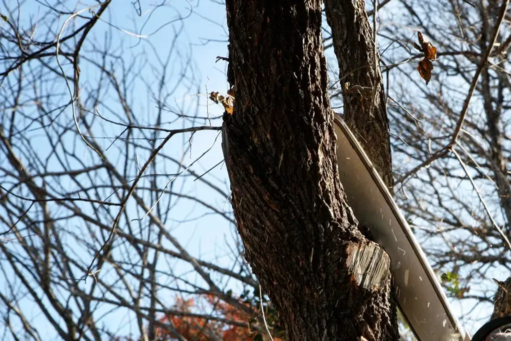 A person is cutting a tree with a chainsaw.