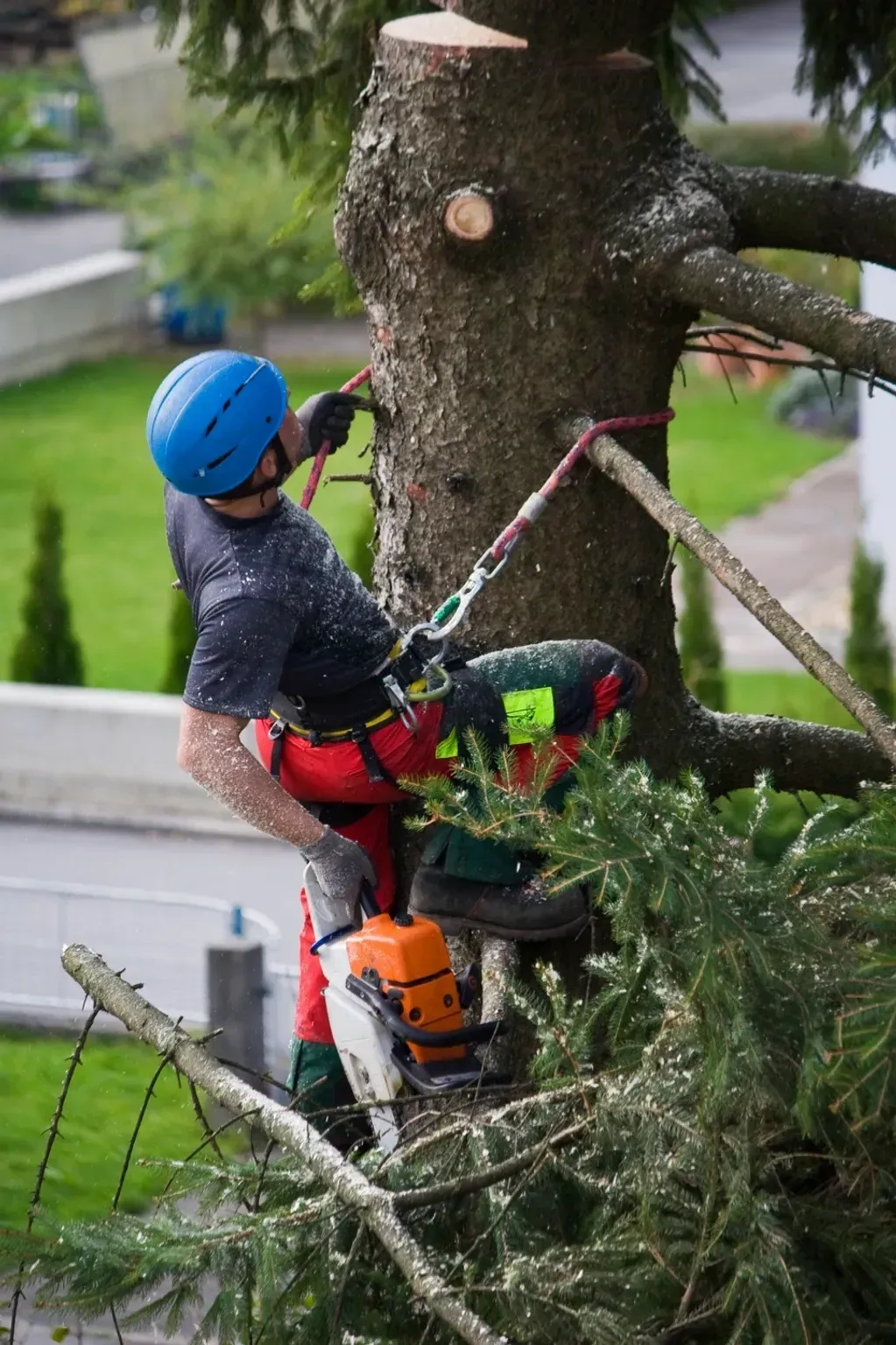 A man is cutting down a tree with a chainsaw.