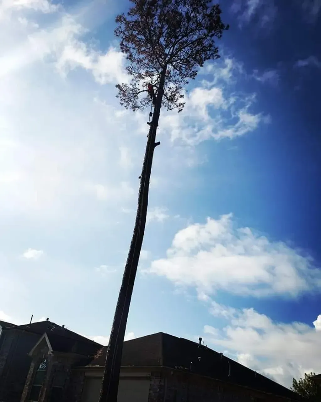 A tall tree in front of a house with a blue sky in the background