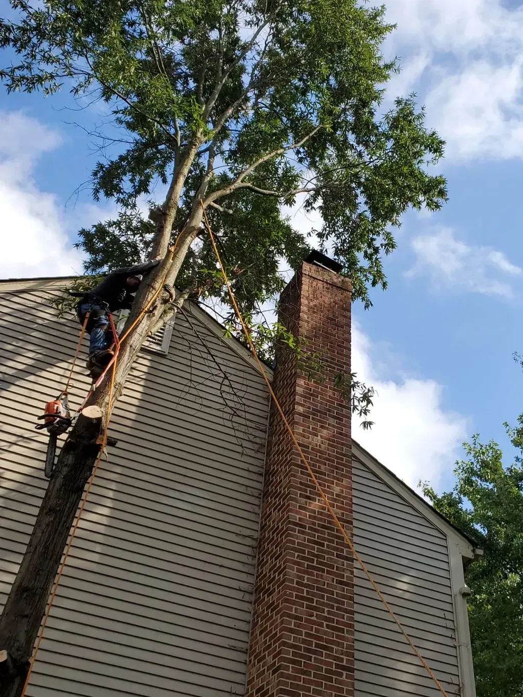 A man is climbing a tree on the side of a house.