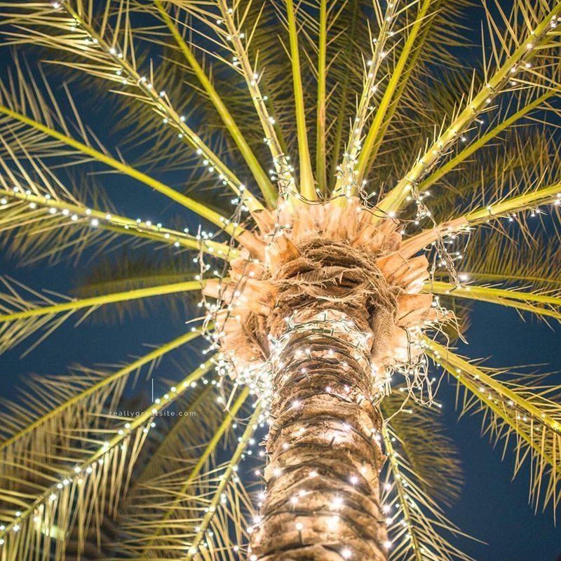 Light Hanging Service Naples, FL Paradise Lights