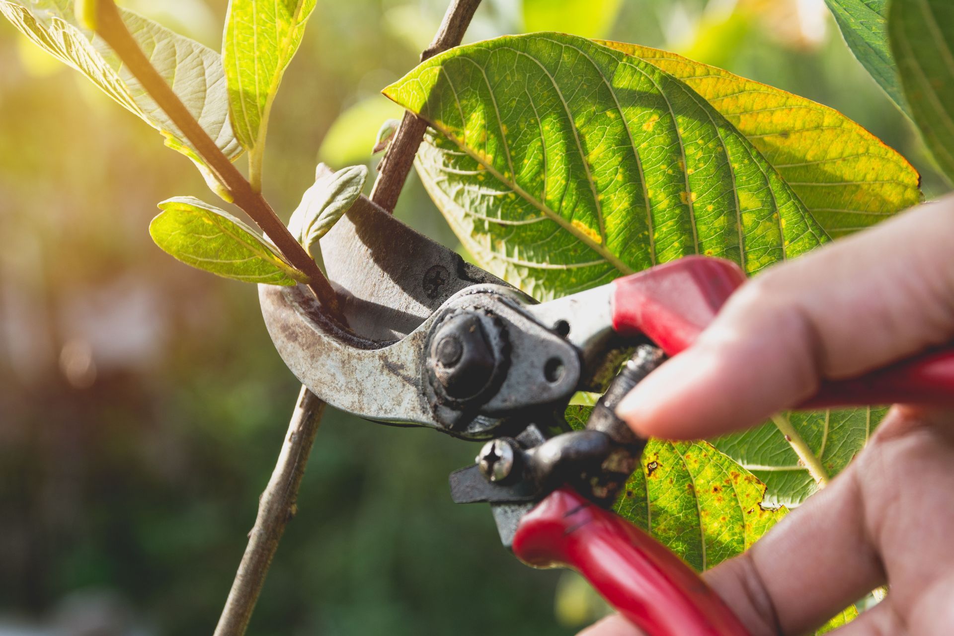 tree pruning