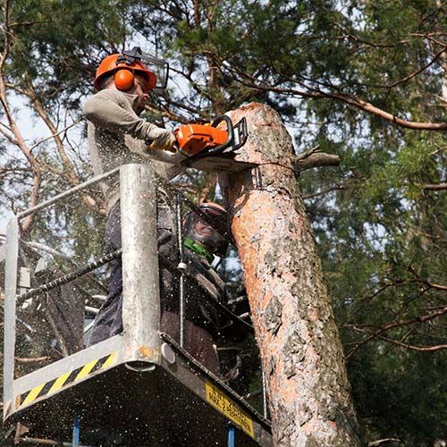 Tree removal