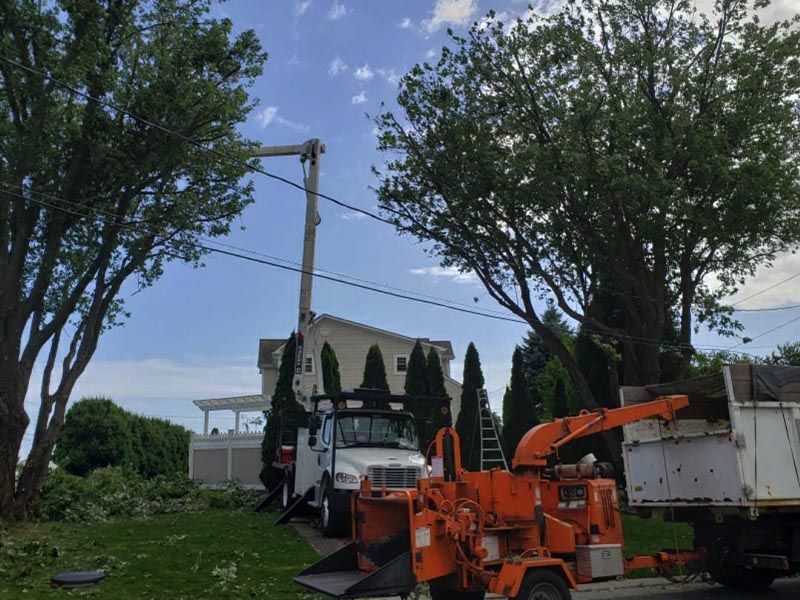 Tree service crane