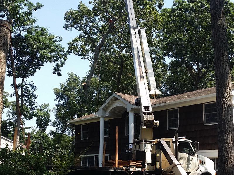 Tree service crane