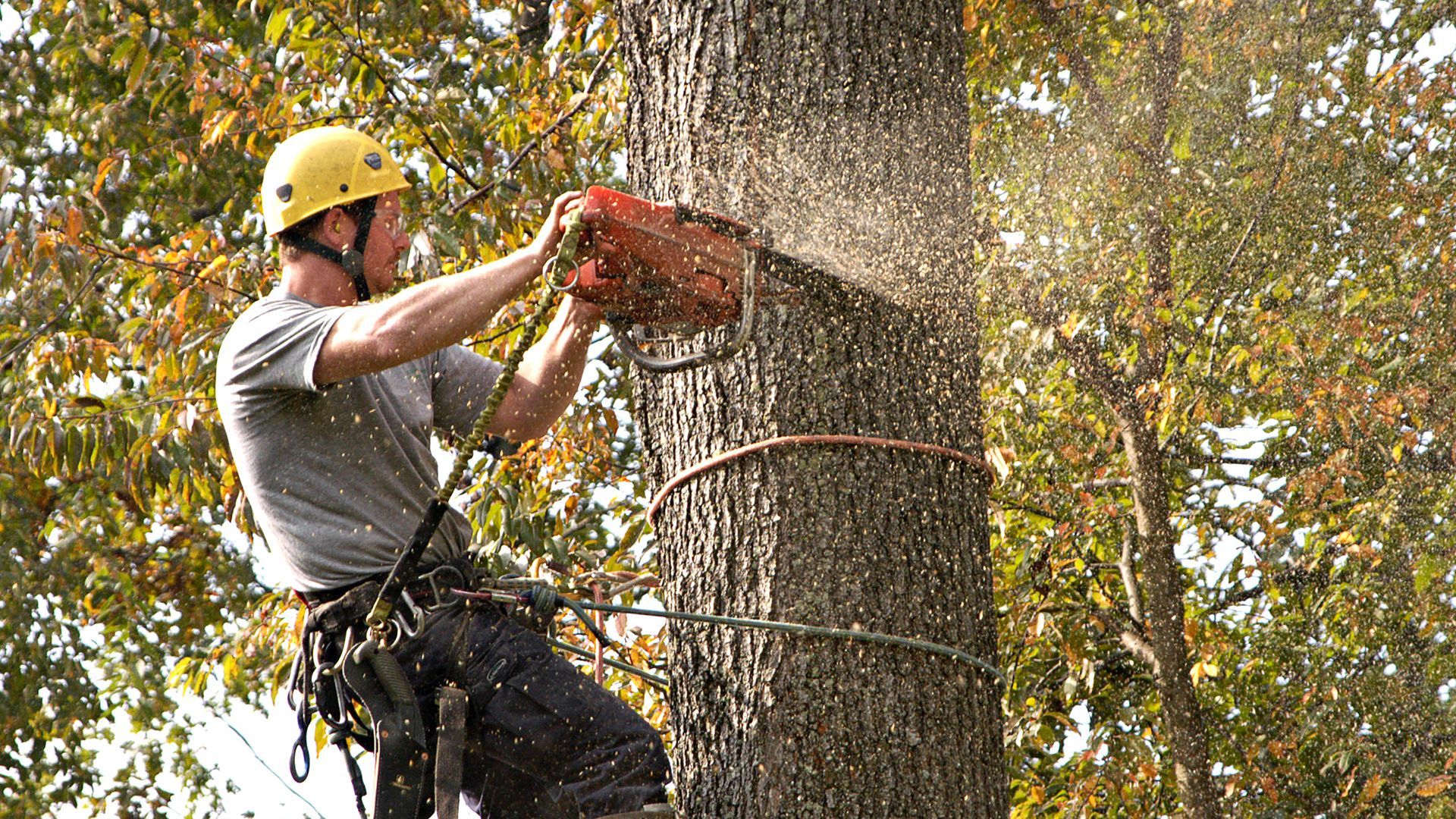 Tree removal