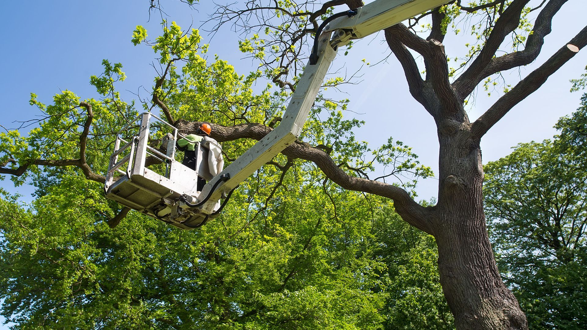 Tree pruning