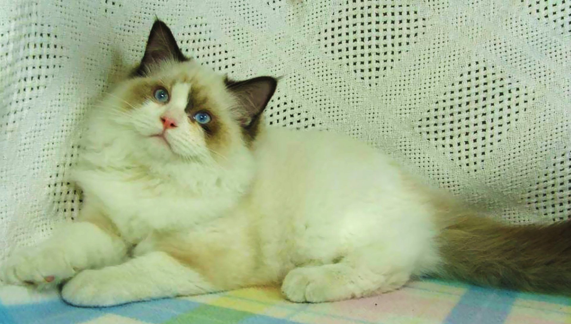 Ragdoll cat and her kittens