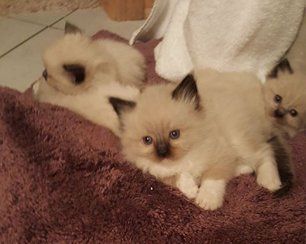 Adorable ragdoll kittens