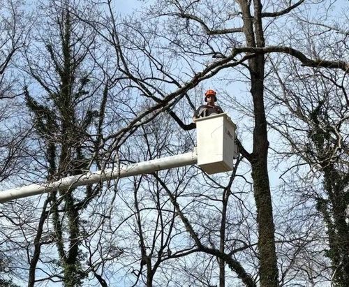 Worker in a white bucket lift trimming trees among leafless branches on a sunny day