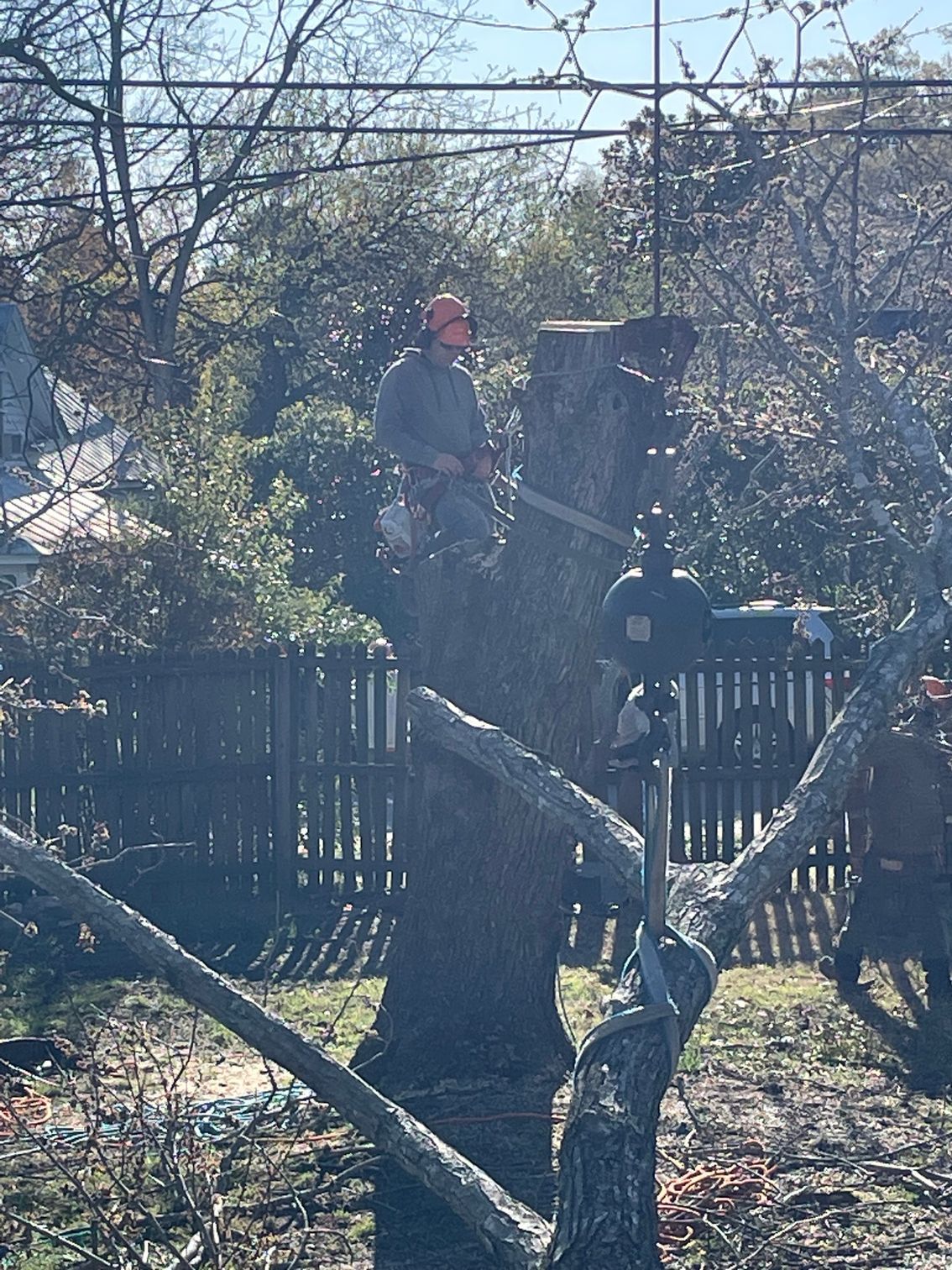 Person standing on a tree branch in a backyard, with a black dog nearby and a fence in the background