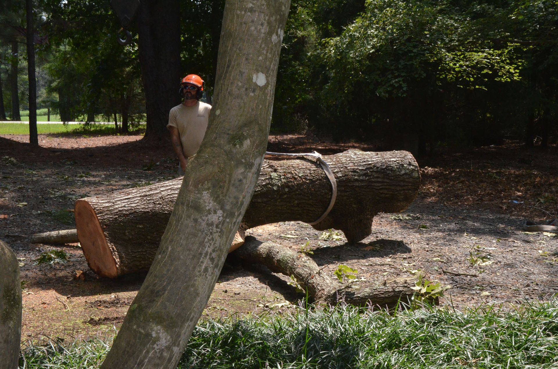 Person in orange helmet standing beside a large fallen log in a wooded park area