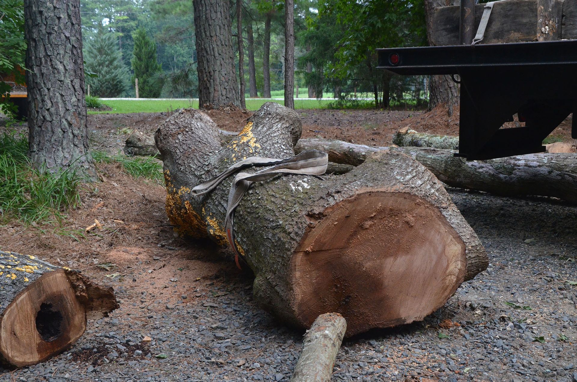 Cut logs and branches stacked in a wooded area near a picnic table