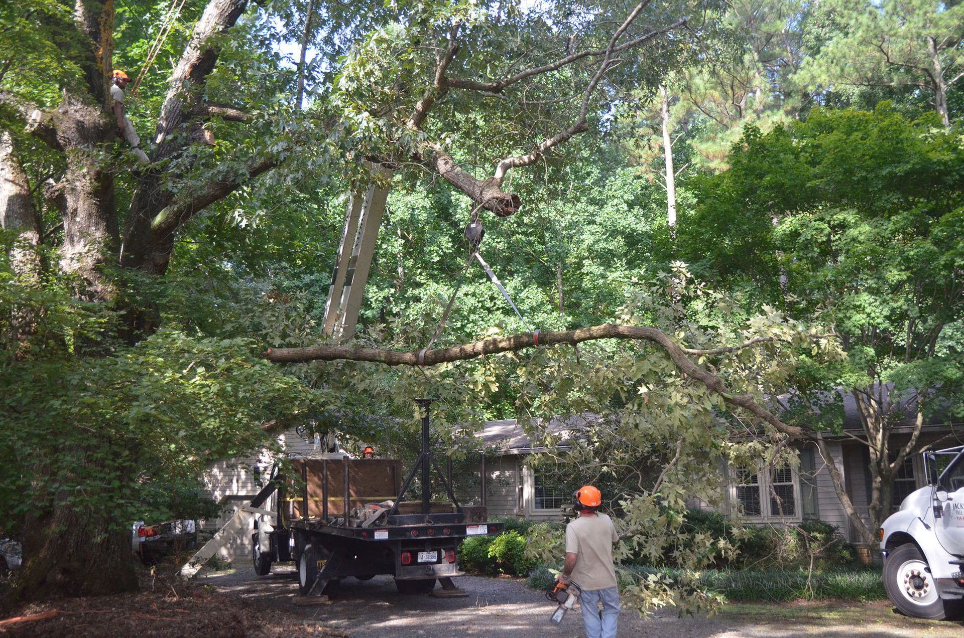 Tree crew lifting a large branch over a truck in a leafy yard, with a worker in an orange hard hat nearby