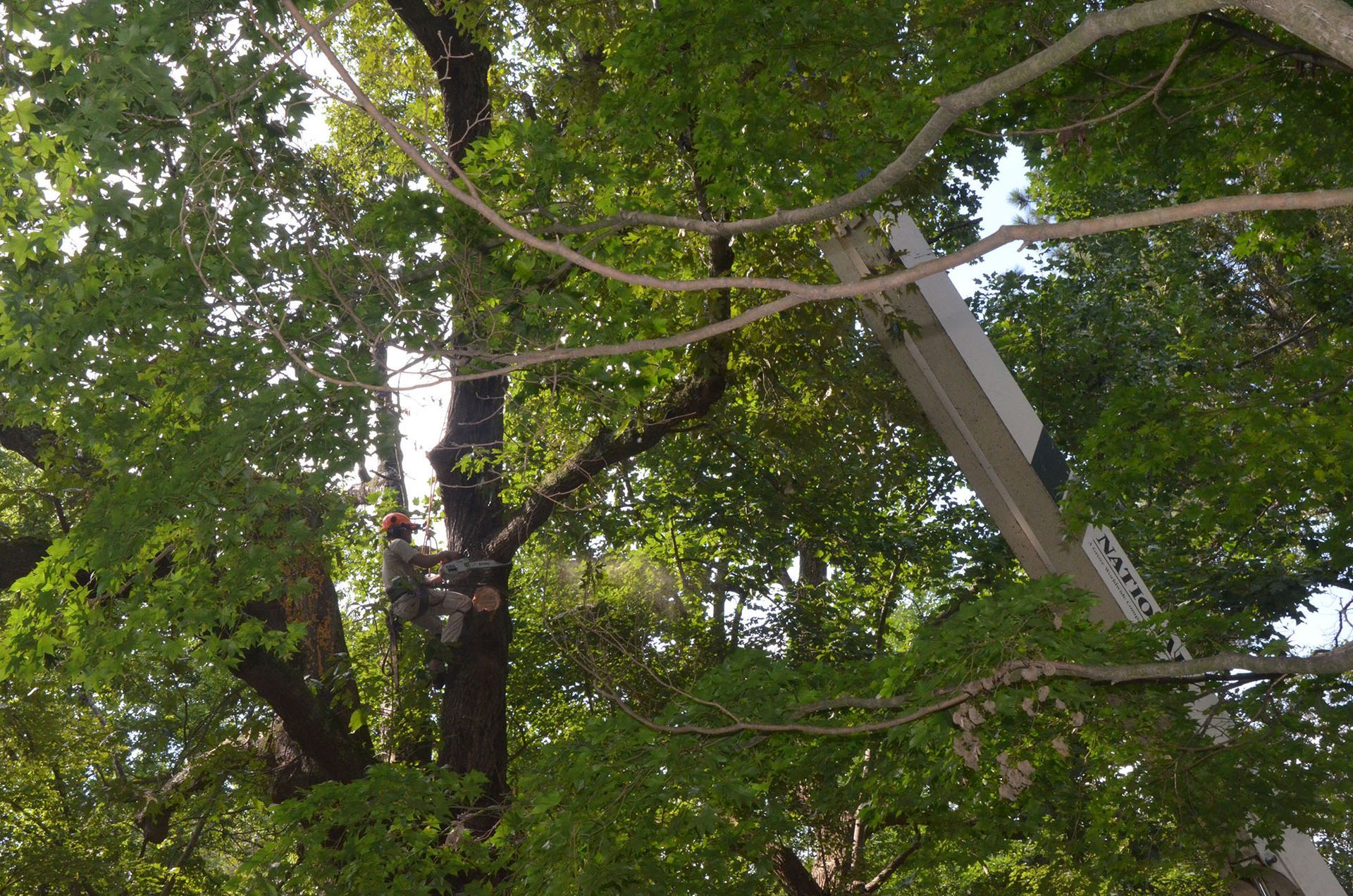 Tree canopy with green leaves and a gray streetlight pole leaning diagonally among branches.