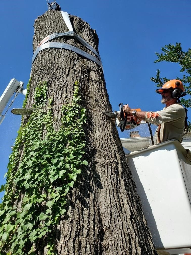 Worker using a chainsaw to cut a large tree trunk from a bucket lift under a blue sky