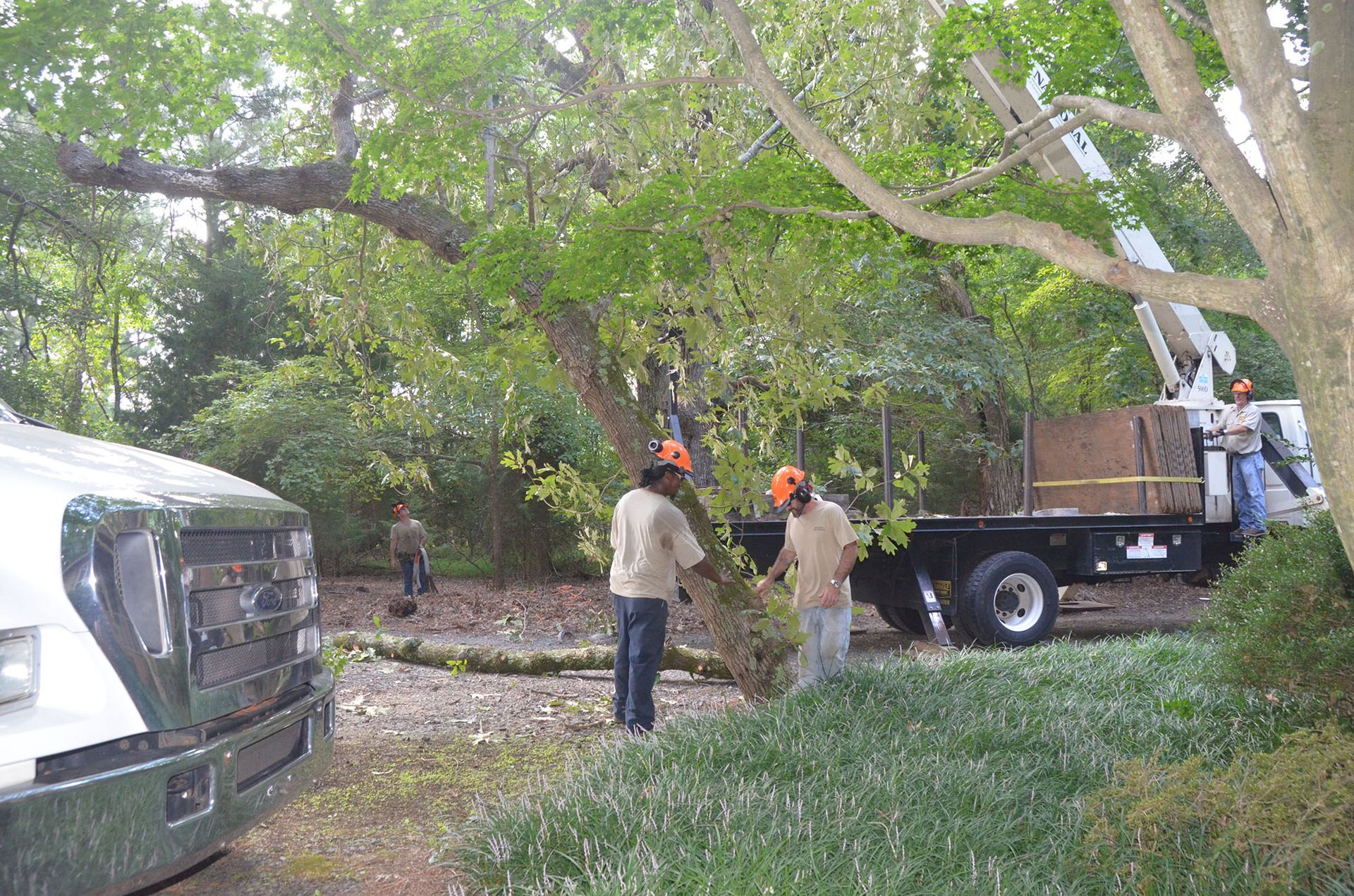 Workers trimming a large tree beside parked trucks in a wooded yard