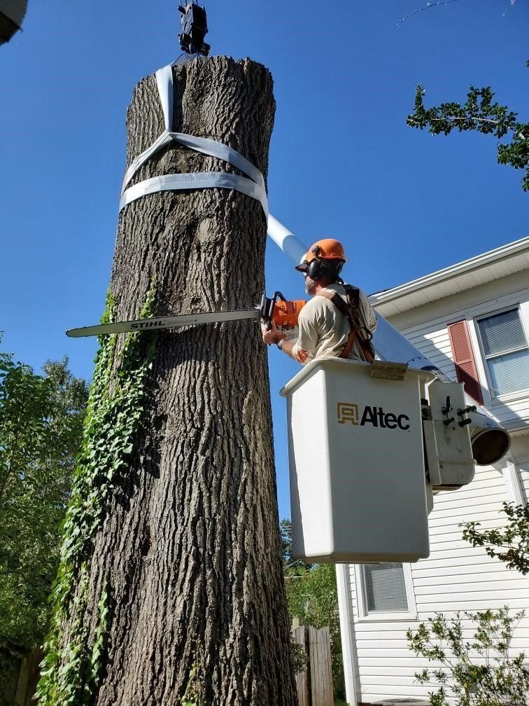 Worker in orange helmet trimming a tall tree beside a house from a bucket lift.