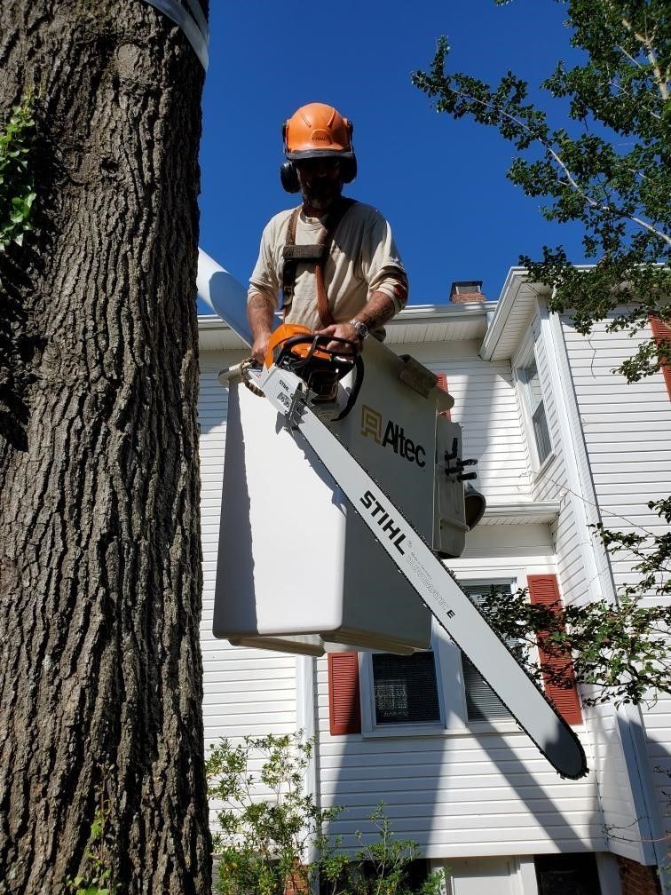 Arborist in orange helmet trimming tree from bucket lift beside a white house