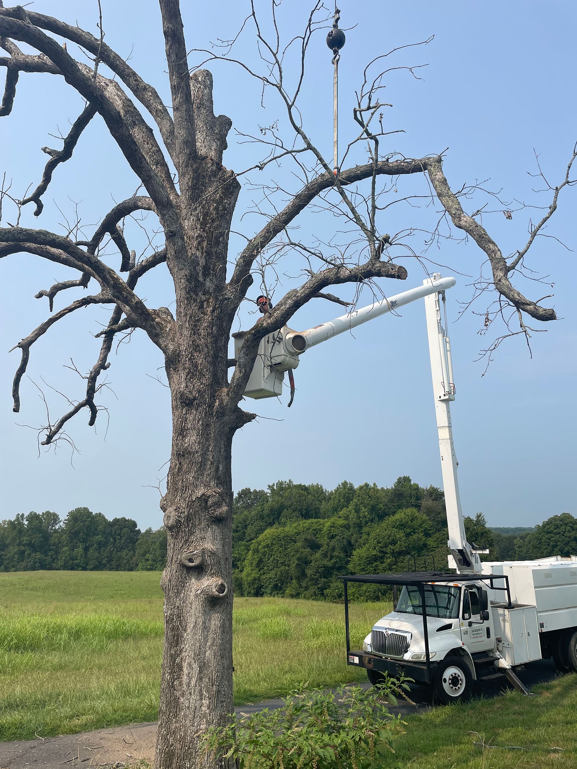 Worker in a bucket truck pruning a leafless tree in a rural field.