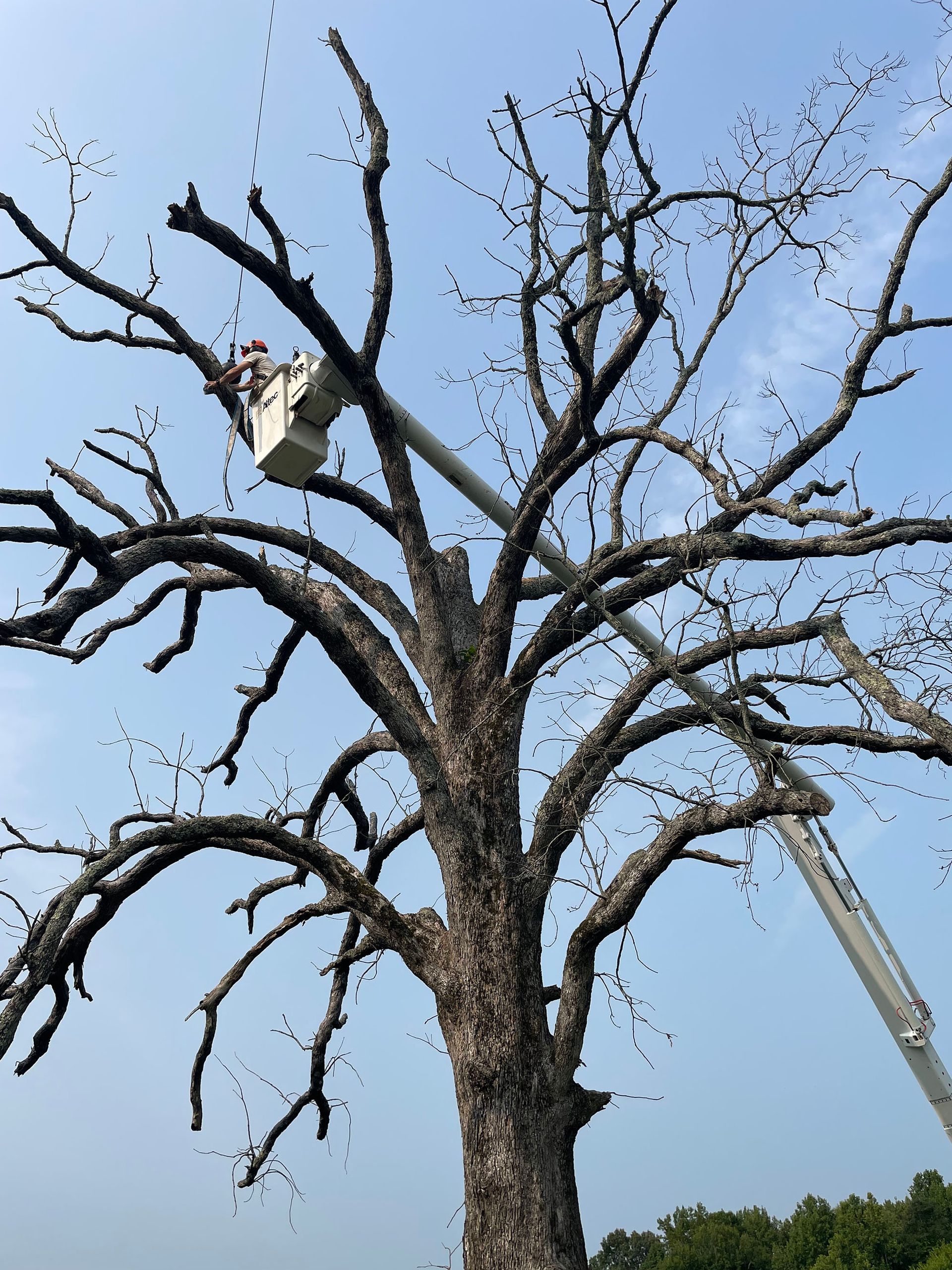 Leafless tree being pruned by a bucket lift against a blue sky