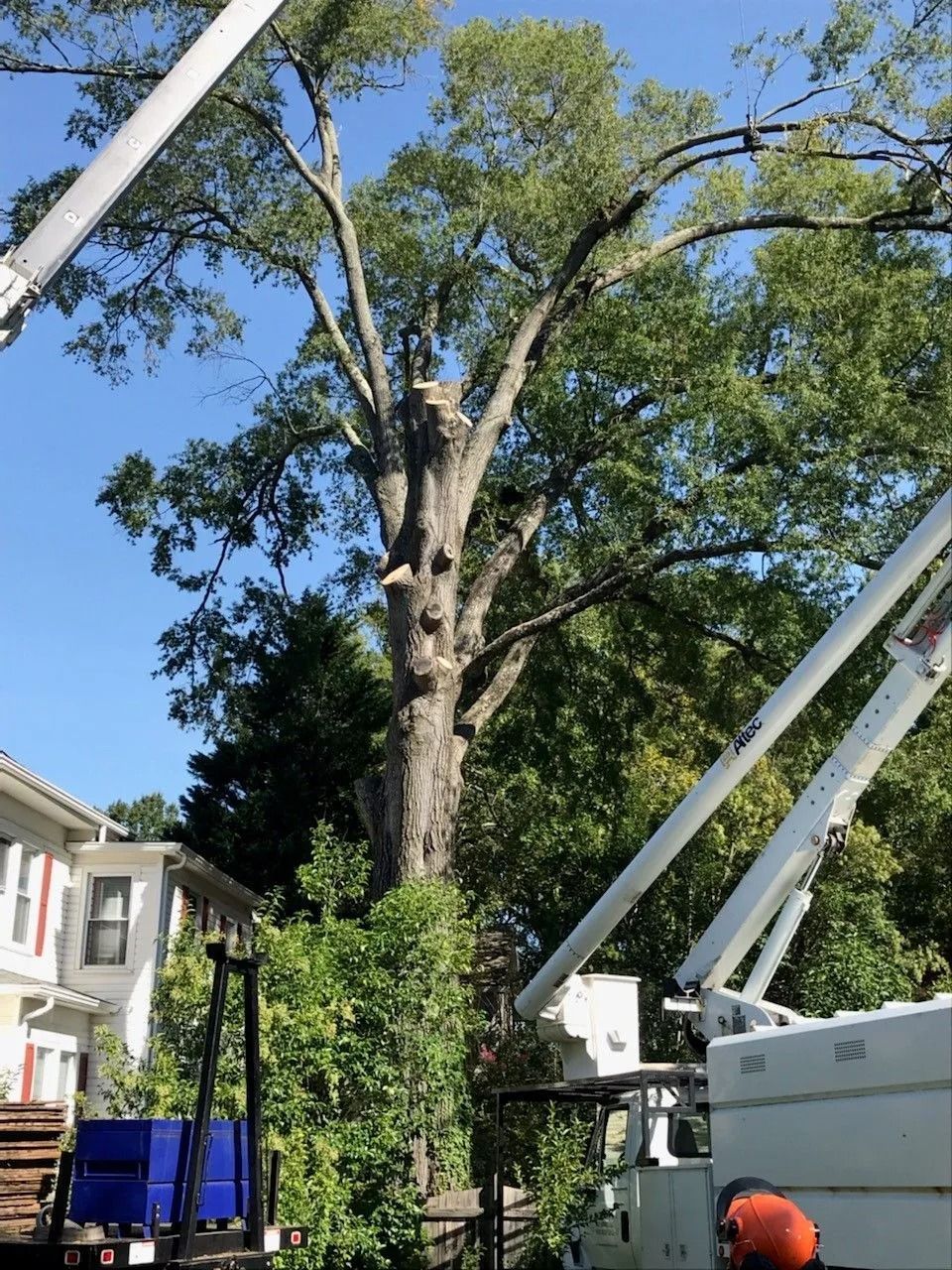 Large tree being trimmed by a utility truck and bucket lift near buildings under a blue sky