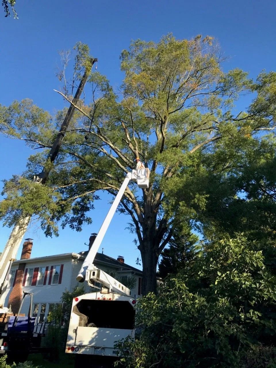 Worker in a bucket lift trimming a tall tree beside a house on a sunny day