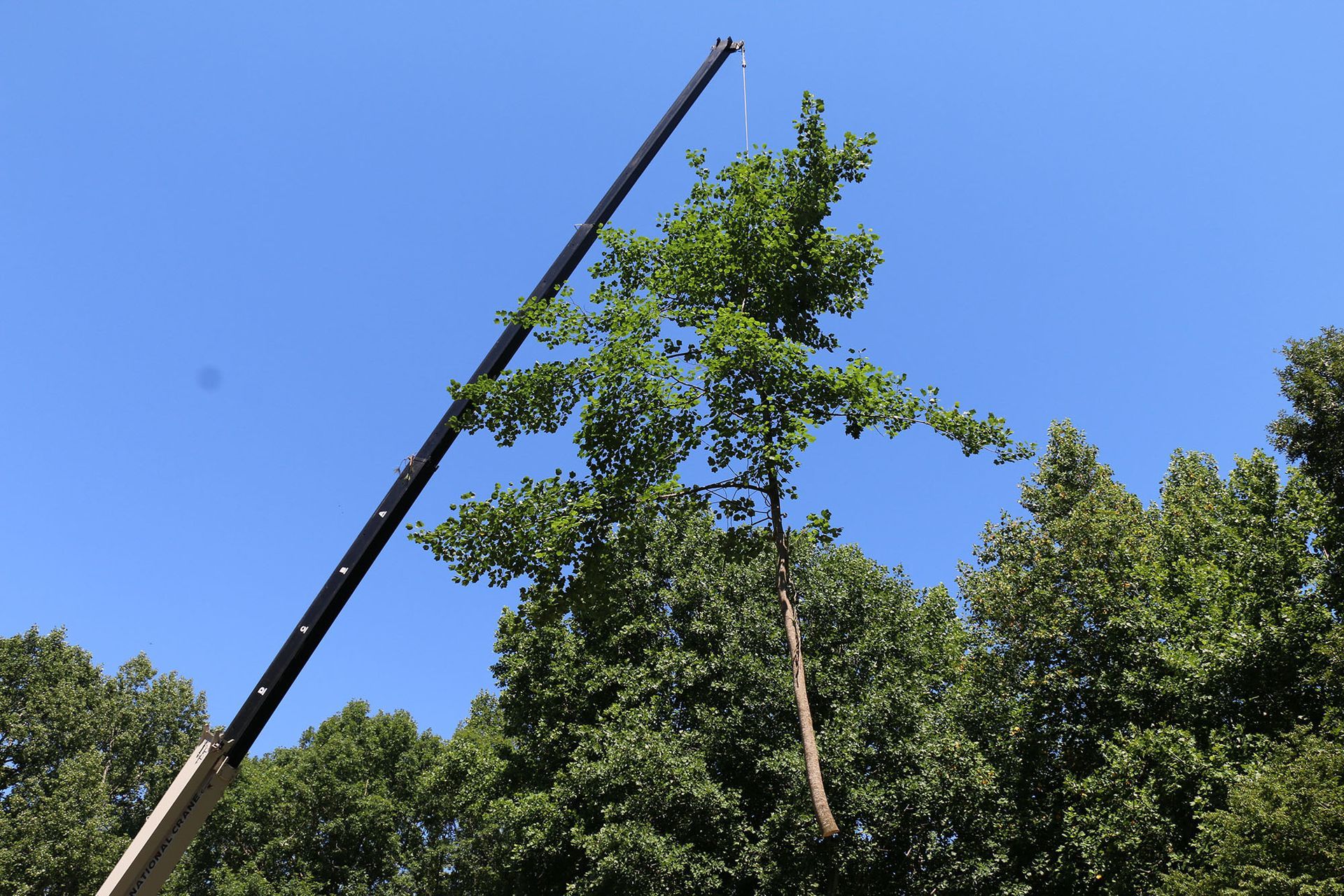 Tall crane arm reaching above green trees against a clear blue sky