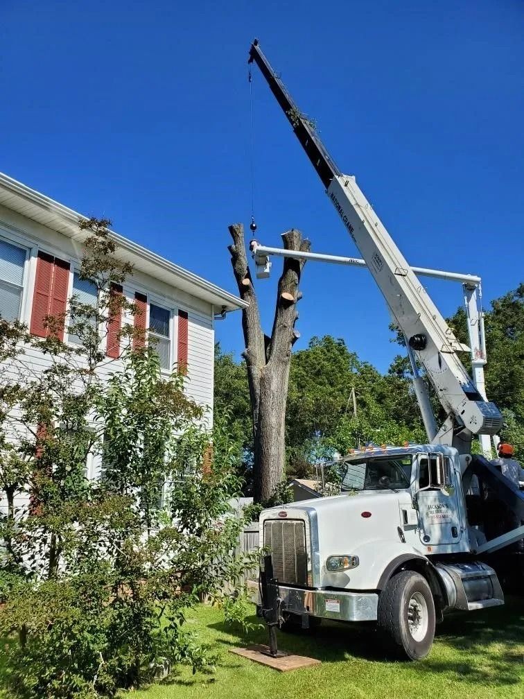 Two tree trucks and a crane trimming a tall tree beside a white house