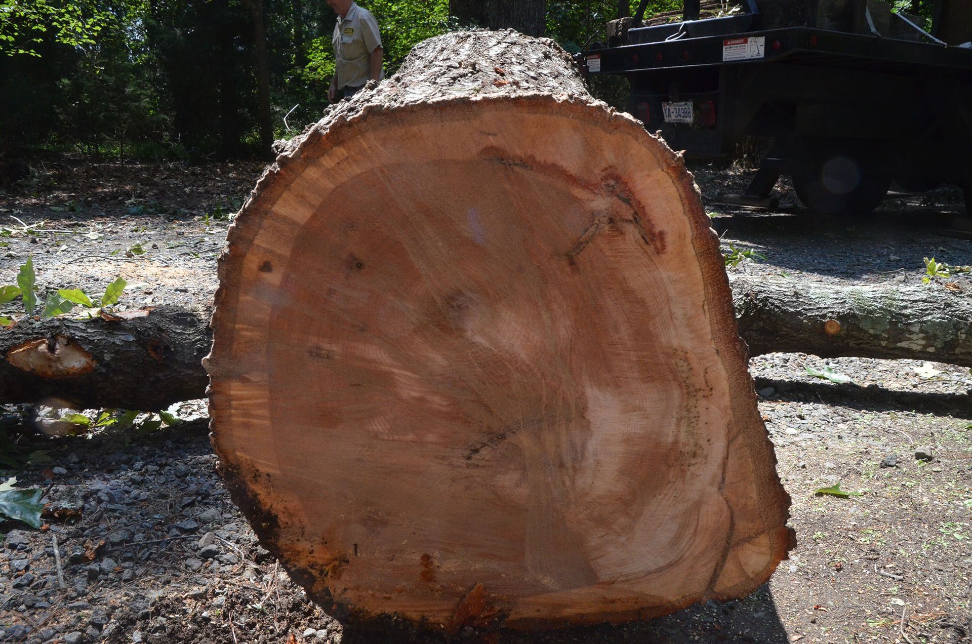 Large cut tree trunk standing upright outdoors in a wooded area, with a vehicle in the background