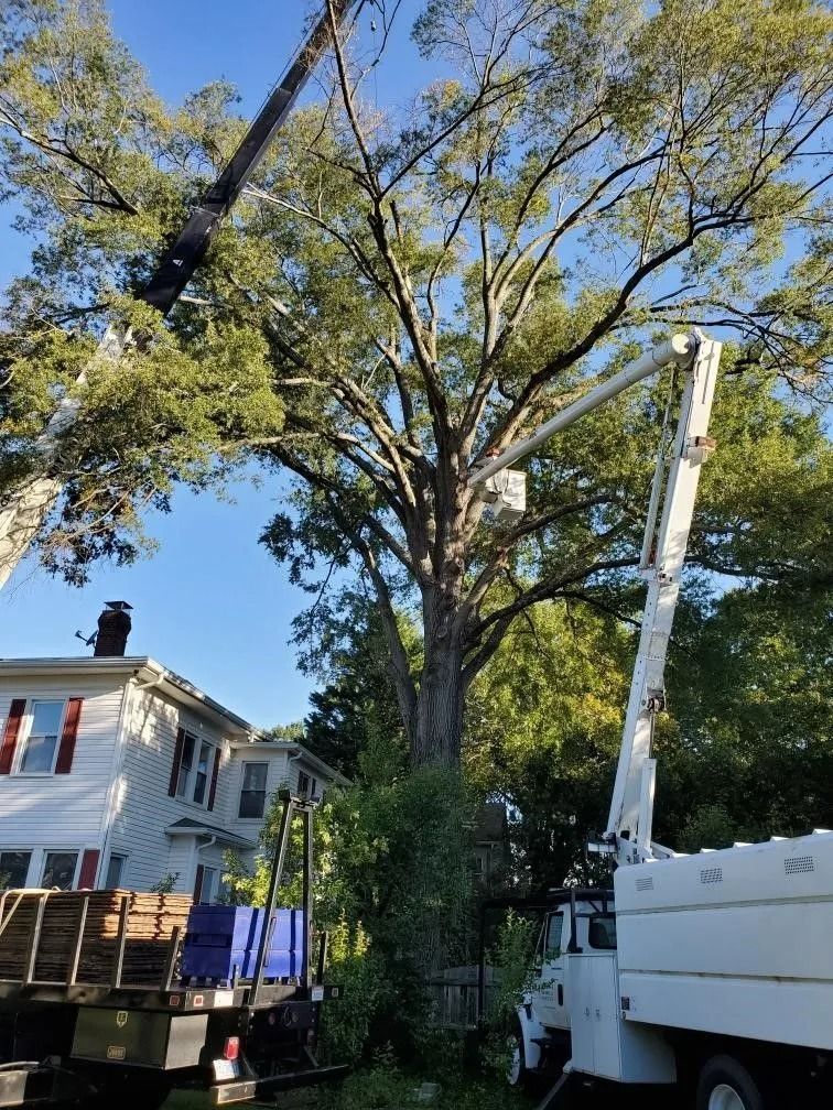 Tree-trimming truck working beside a large leafy tree near a white house on a sunny day