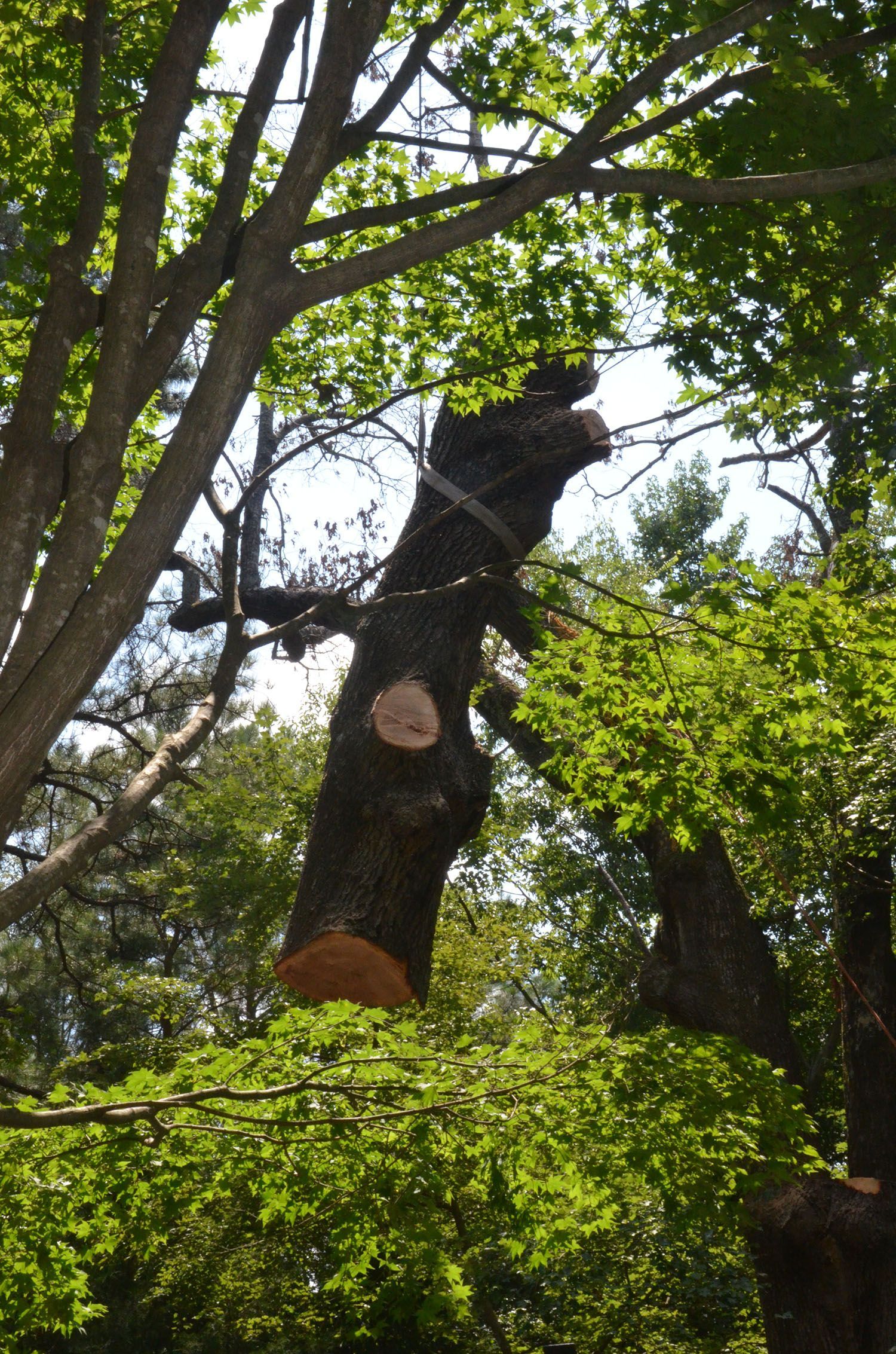 A large tree trunk with a chopped section, surrounded by dense green foliage in a wooded area