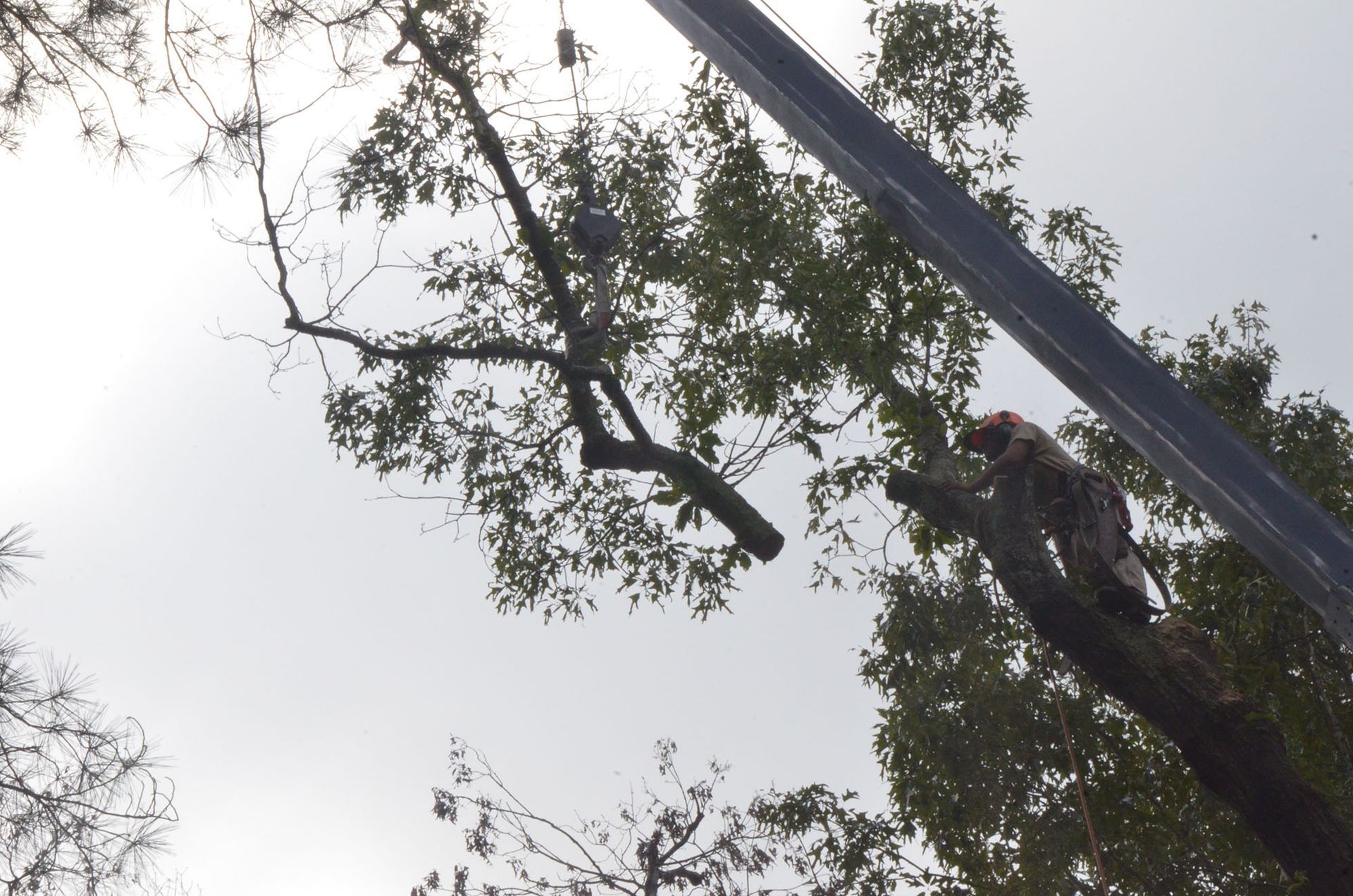 Tree trimmer on a tall trunk reaching into leafy branches beside a pole against a bright sky